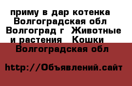 приму в дар котенка - Волгоградская обл., Волгоград г. Животные и растения » Кошки   . Волгоградская обл.